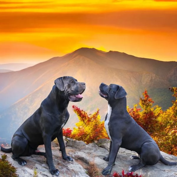 Cuccioli Cane Corso grigi | Foto 4