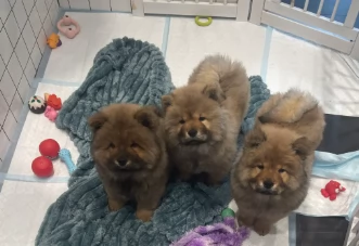 Splendidi cuccioli di Chow Chow