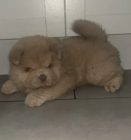 Splendidi cuccioli di Chow Chow | Foto 0