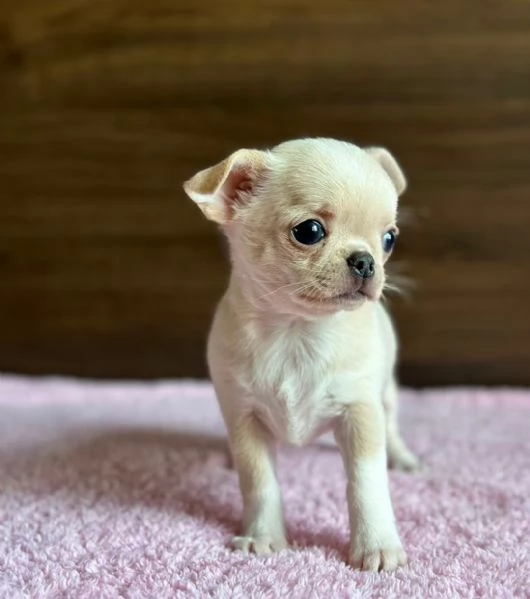 Cuccioli di Chihuahua