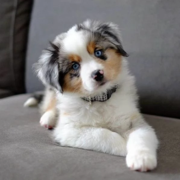 Cuccioli di Pastore Australiano | Foto 0