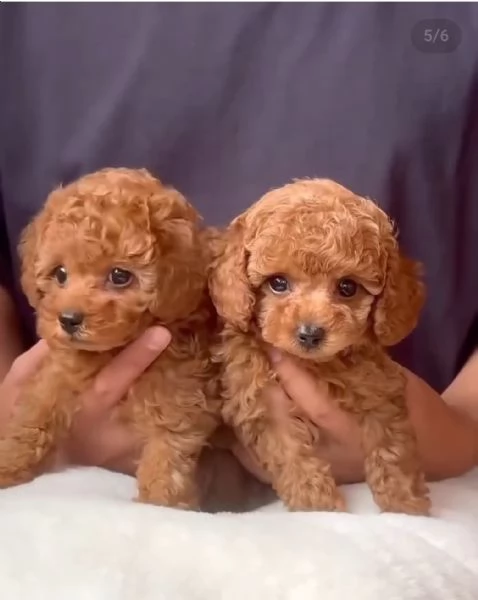 Cuccioli di Barboncino Toy