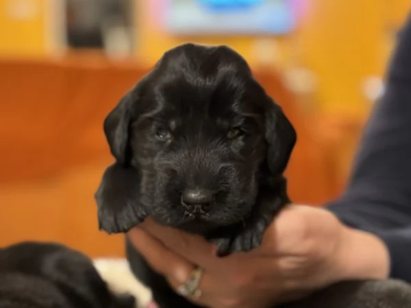 Cuccioli Flat Coated Retriever | Foto 2