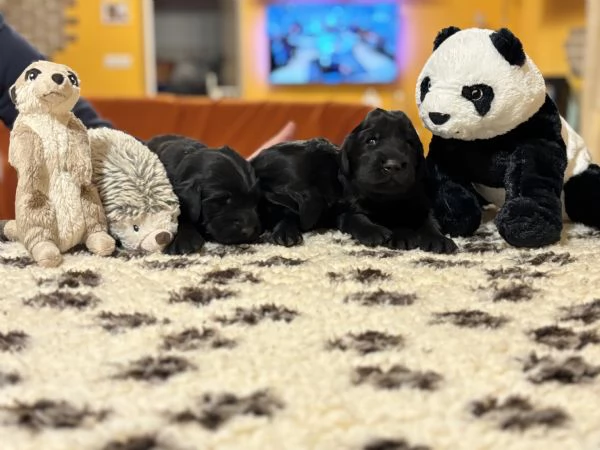 Cuccioli Flat Coated Retriever | Foto 1