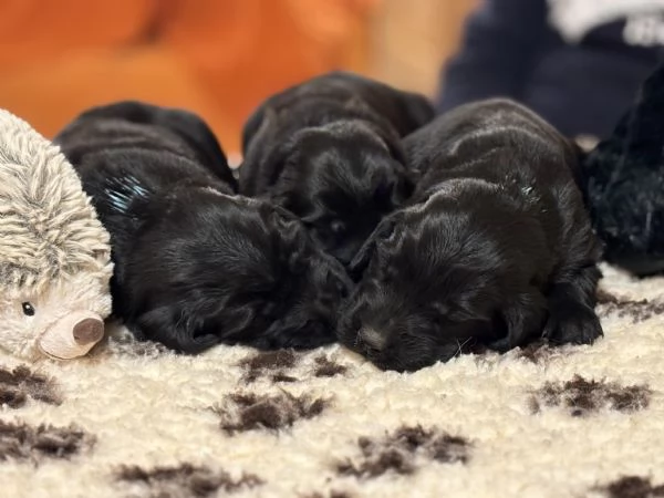 Cuccioli Flat Coated Retriever | Foto 0