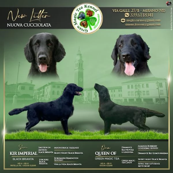 Cuccioli Flat Coated Retriever