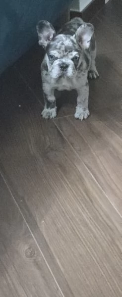 bulldog francese esotico