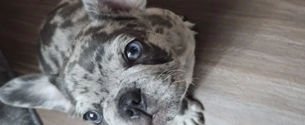 bulldog francese esotico | Foto 2