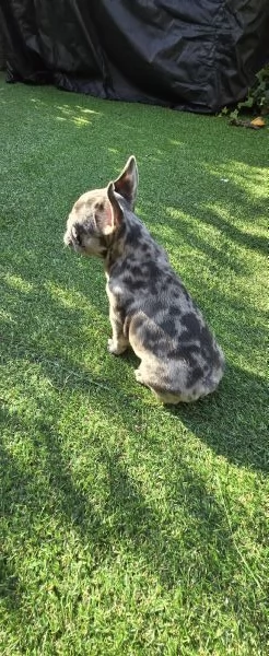 bulldog francese esotico | Foto 0