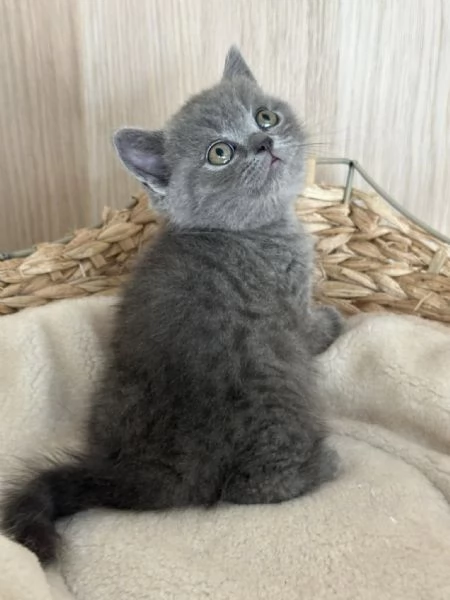 Cuccioli di British Shorthair 