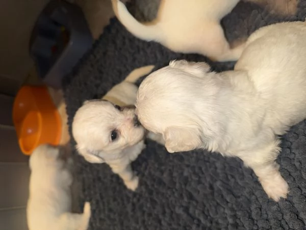 Cuccioli di Maltese in vendita | Foto 3