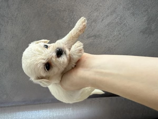 Cuccioli di Maltese in vendita | Foto 2