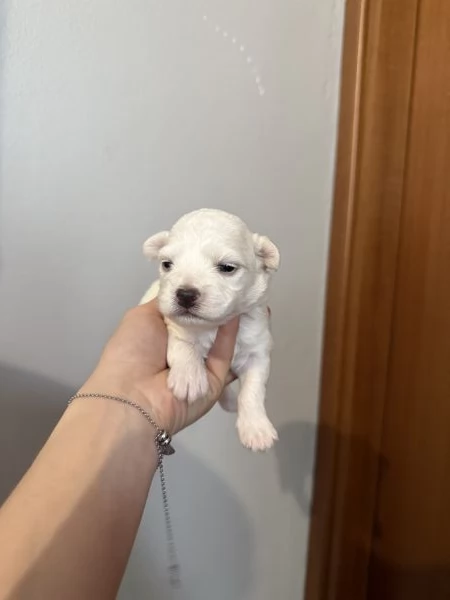 Cuccioli Maltese 