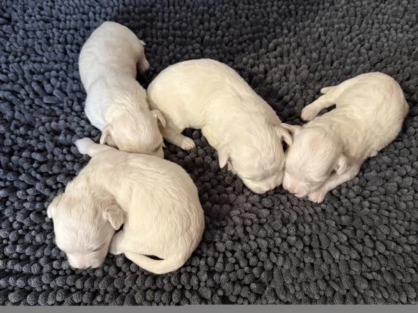 Cuccioli Maltese  | Foto 2