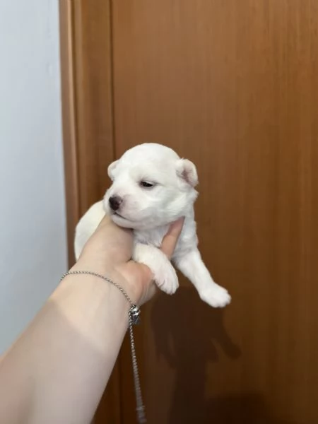Cuccioli Maltese  | Foto 1
