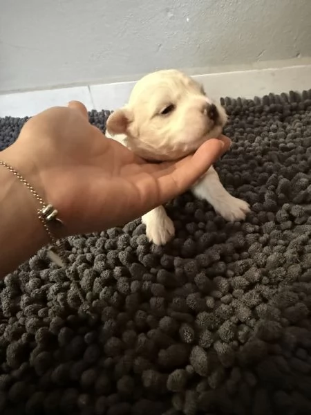 Cuccioli Maltese  | Foto 0