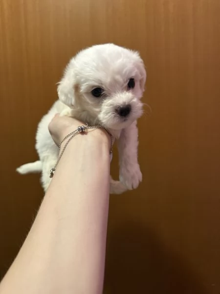 Cuccioli di Maltese  | Foto 4