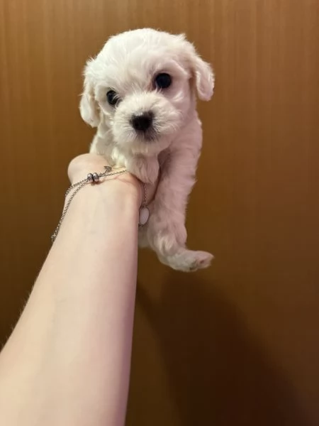 Cuccioli di Maltese  | Foto 3