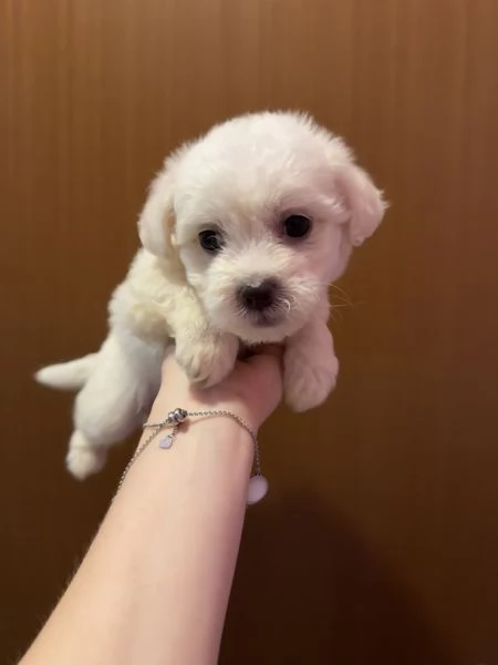 Cuccioli di Maltese  | Foto 2