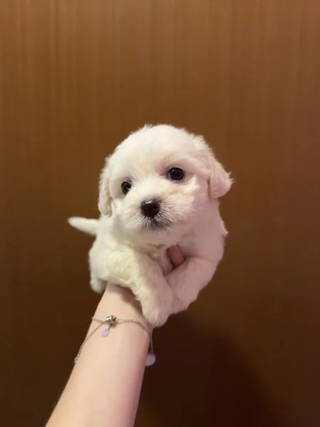Cuccioli di Maltese  | Foto 1