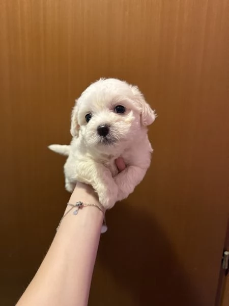 Cuccioli di Maltese 