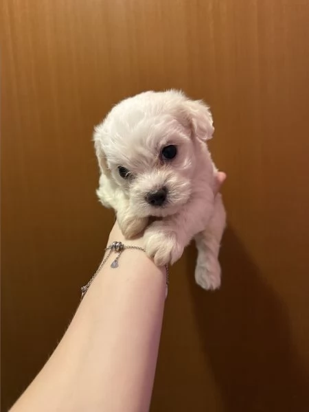 Cuccioli di Maltese  | Foto 0