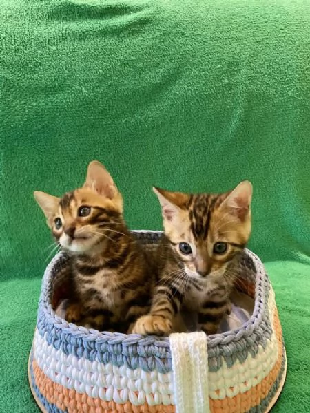 Cuccioli Bengala meravigliosi