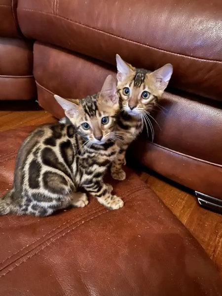 Cuccioli puri di gatto Bengala | Foto 0
