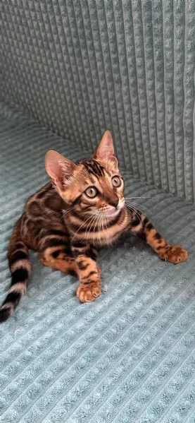 Cuccioli puri di gatto Bengala