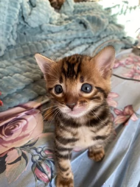 Cuccioli di gatti Bengala