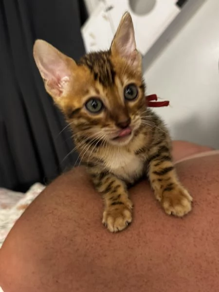 Due Bellissimi Bengala di 3 mesi