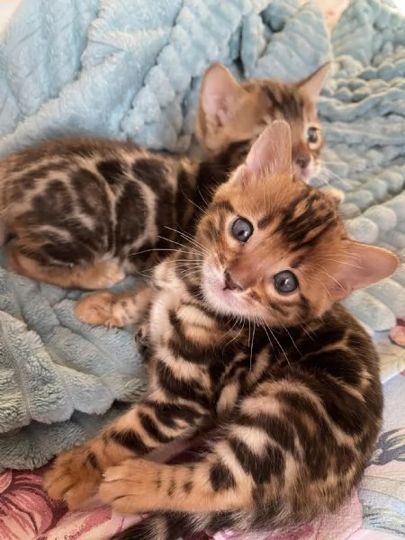 Gattini bengala maschio e femmina | Foto 0