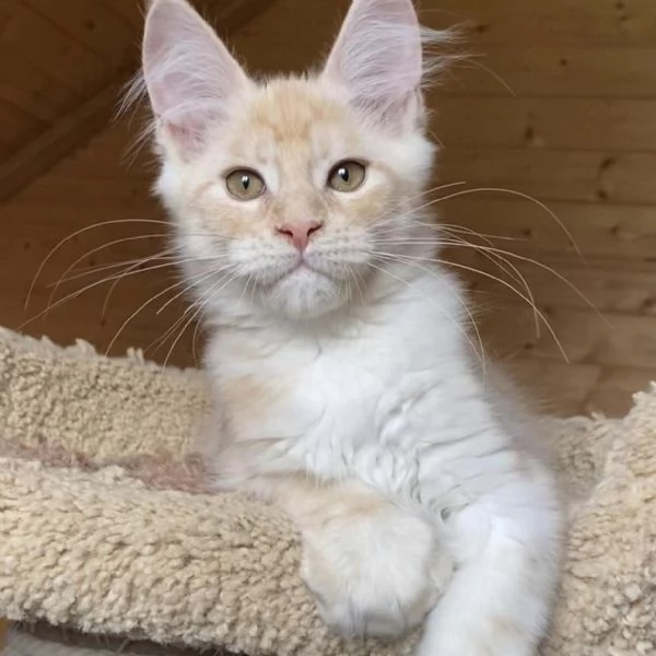 Gatti maine coon