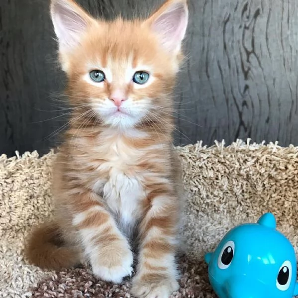 Disponibili Cuccioli di Maine coon