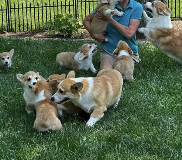 Welsh Corgi cuccioli maschio e femmina