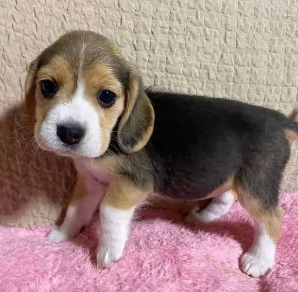 Beagle cuccioli maschio e femmina