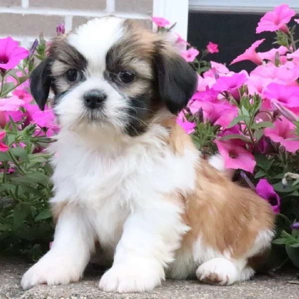Regalo ShihTzu Mini Toy cuccioli maschio e femmina | Foto 0