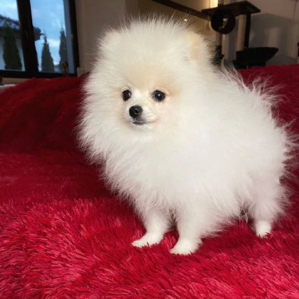Mini  Pomeranian Toy cuccioli maschio e femmina