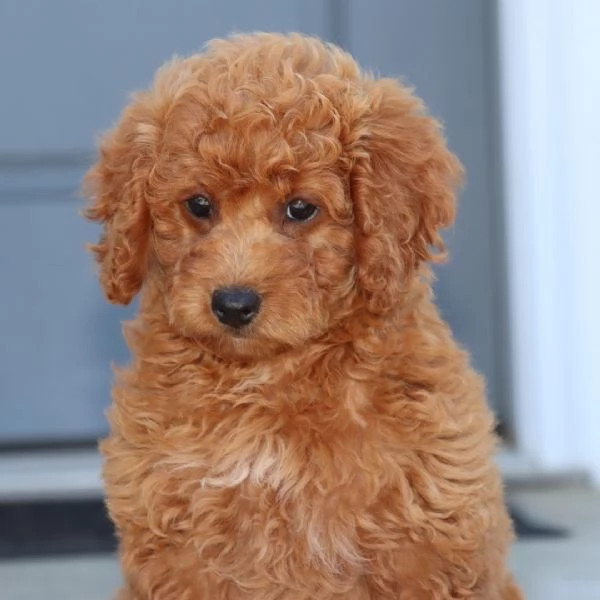 Barboncino Toy cuccioli maschio e femmina