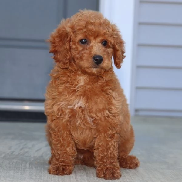 Barboncino Toy cuccioli maschio e femmina | Foto 0