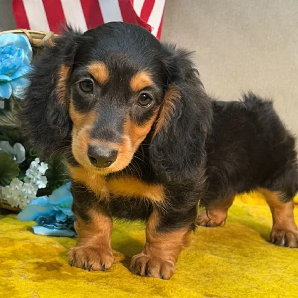 Bassotto nana cuccioli maschio e femmina | Foto 1