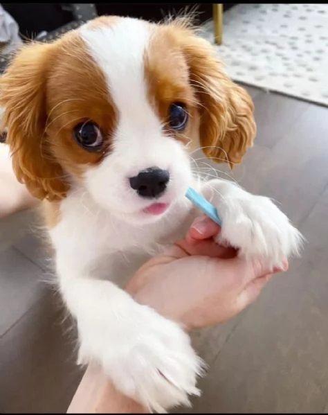 Cavalier King Charles cuccioli maschio e femmina
