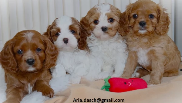 regalo cavalier king cuccioli meravigliosi   nati in casa da nostri esemplari ipertipici carattere 