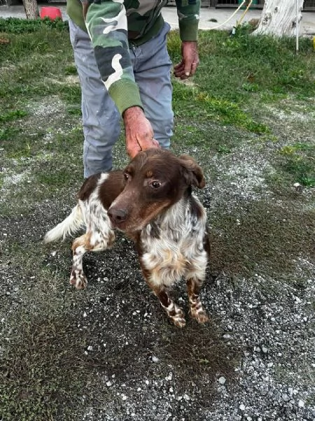Cuccioli di setter inglese