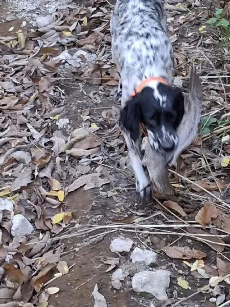 Cuccioli di setter inglese | Foto 0