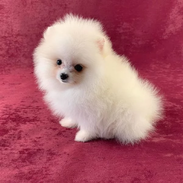 Volpino Pomeranian cuccioli maschio e femmina | Foto 0