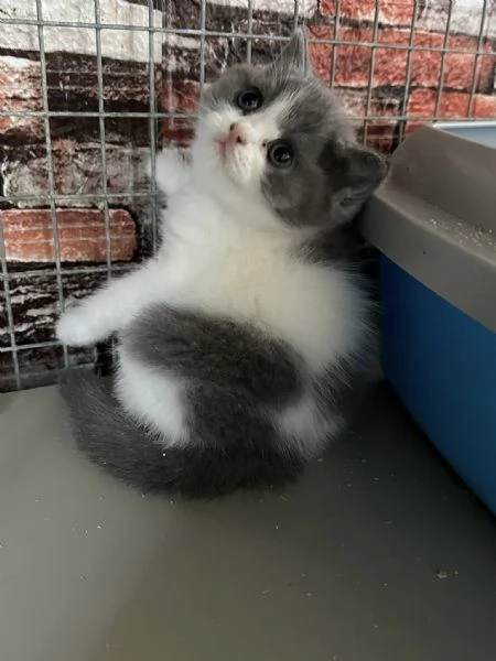 BELLISSIMI Gatti British shorthair