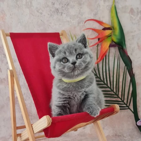 Due meravigliose British shorthair