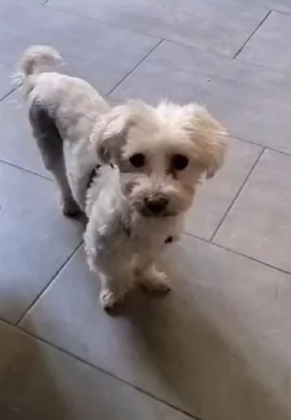 Regalo maltese maschio 