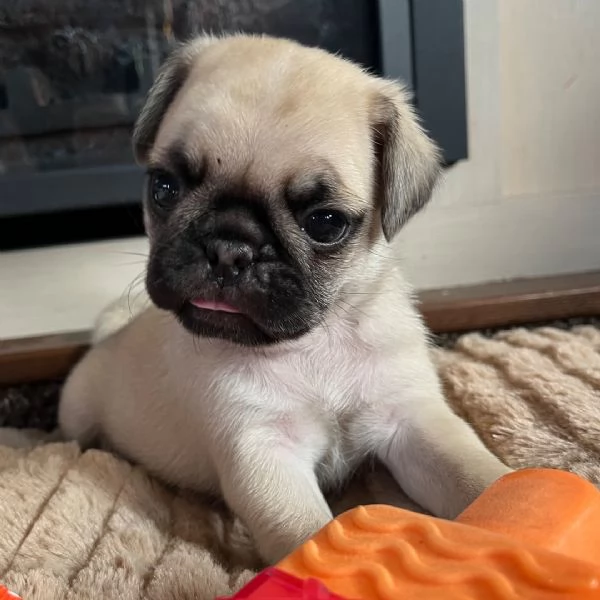 Carlino Pug cuccioli maschio e femmina